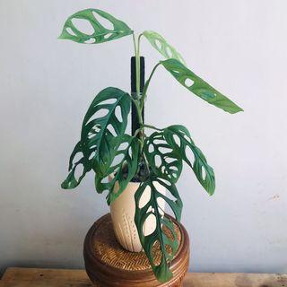 Monstera Adansonii Flowers Plants Carousell Philippines