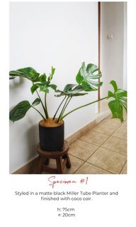 (Category: ) located in . Submitted by leafalifeco (Listing ID 1060526476, Image 1). Description: .
