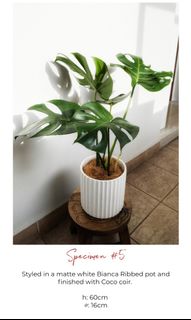 (Category: ) located in . Submitted by leafalifeco (Listing ID 1060531163, Image 1). Description: .