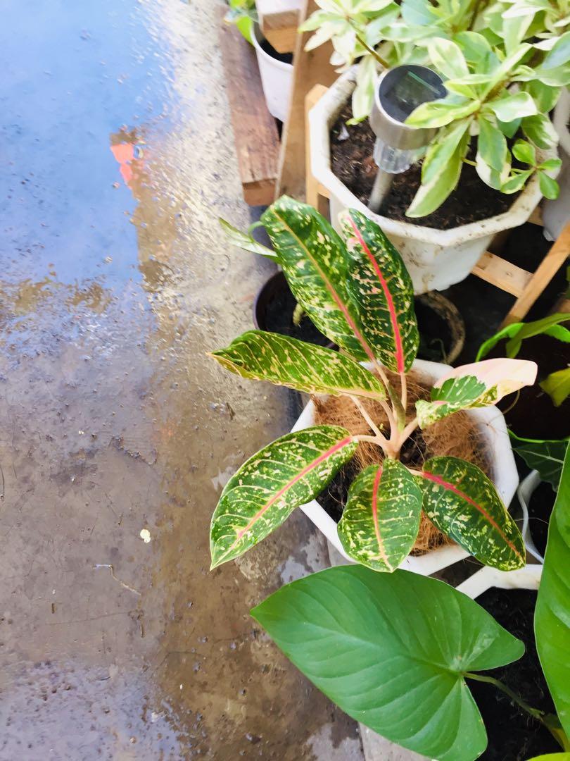 Potted Lush Dona carmen aglaonema (Category: Plants & Seeds) located in Paranaque City. Submitted by FLess.ph (Listing ID 1060442991, Image 2). Description: Potted in 10x10 inches pot. in Healthy and Well draining soil mix no need to change the soil. .