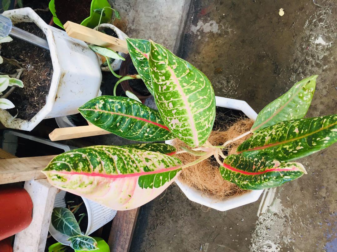 Potted Lush Dona carmen aglaonema (Category: Plants & Seeds) located in Paranaque City. Submitted by FLess.ph (Listing ID 1060442991, Image 1). Description: Potted in 10x10 inches pot. in Healthy and Well draining soil mix no need to change the soil. .