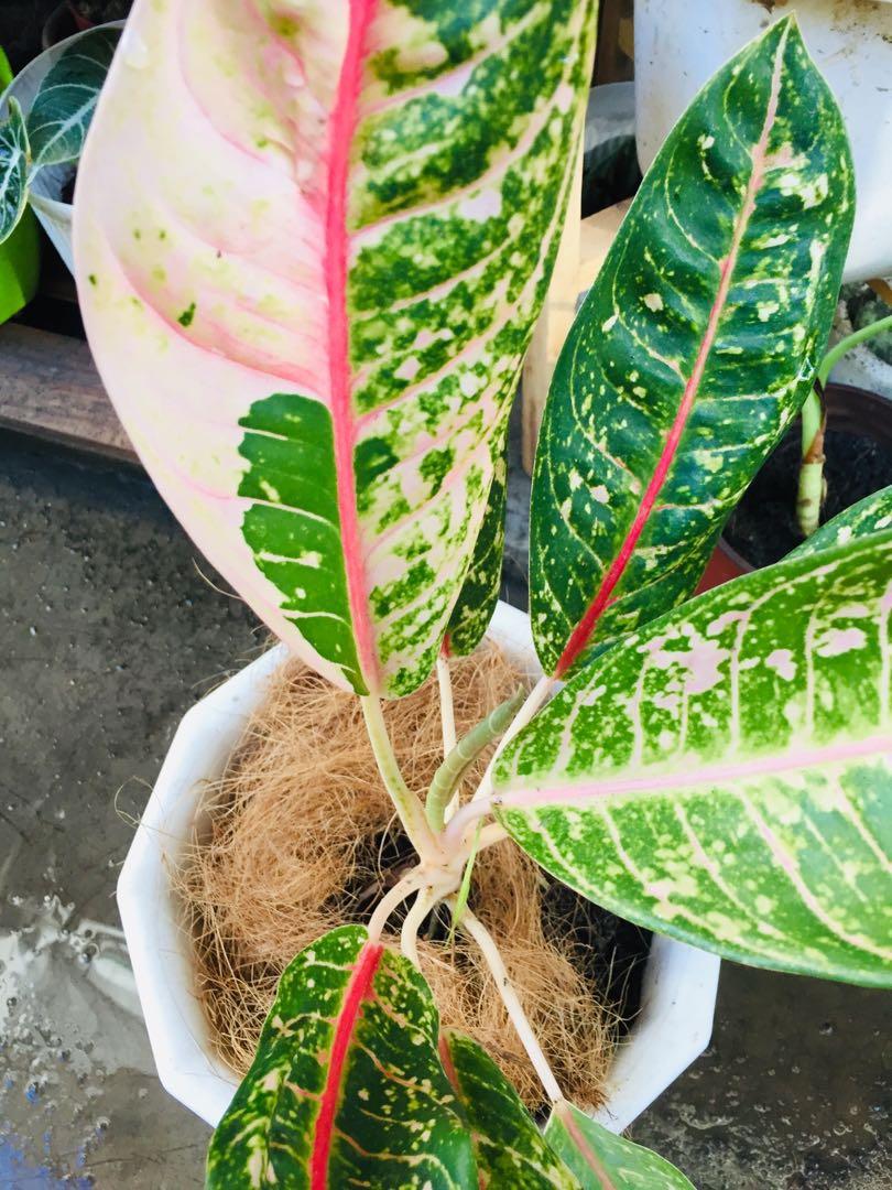Potted Lush Dona carmen aglaonema (Category: Plants & Seeds) located in Paranaque City. Submitted by FLess.ph (Listing ID 1060442991, Image 3). Description: Potted in 10x10 inches pot. in Healthy and Well draining soil mix no need to change the soil. .