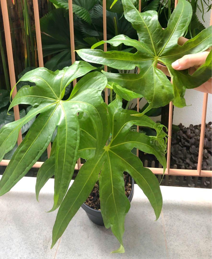 TÌNH YÊU CÂY CỎ ĐV.3 - Page 42 Reserved_24hrs_anthurium_pedat_1609723690_c22b040b_progressive