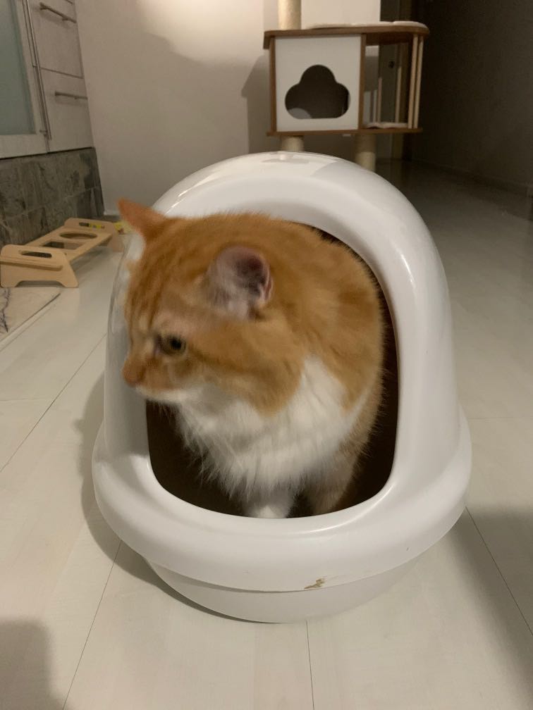 Standard size litter box, Pet Supplies, Homes & Other Pet Accessories