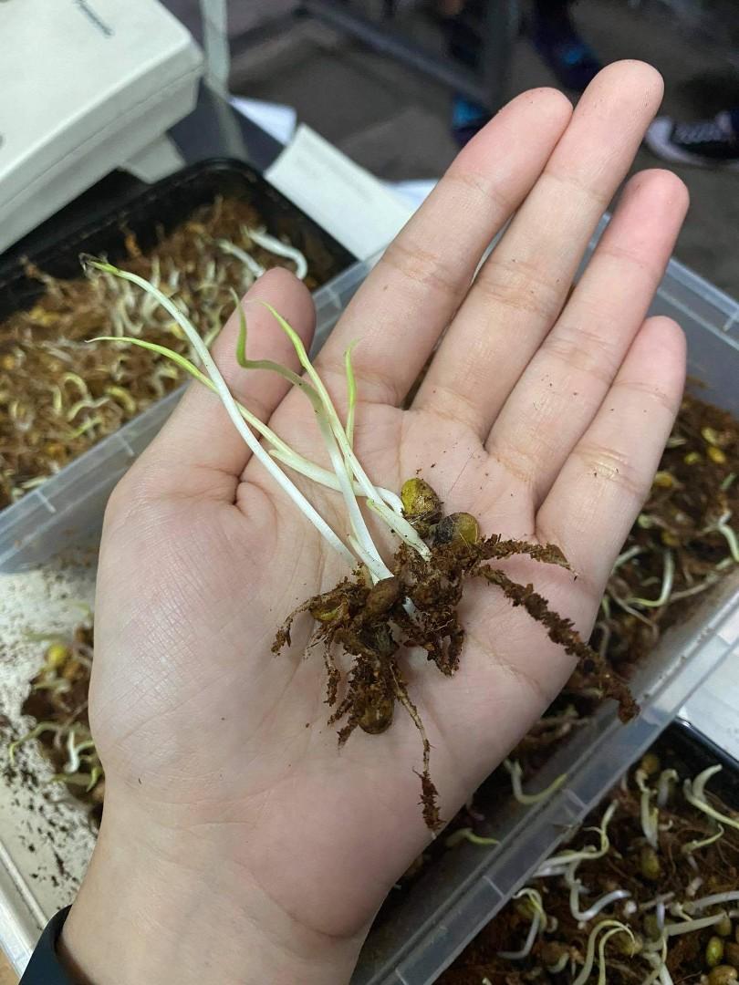 Thailand Import Monstera Seeds Gardening Flowers Plants On Carousell