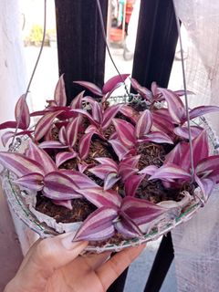 Sanseveria Gardening Flowers Plants On Carousell