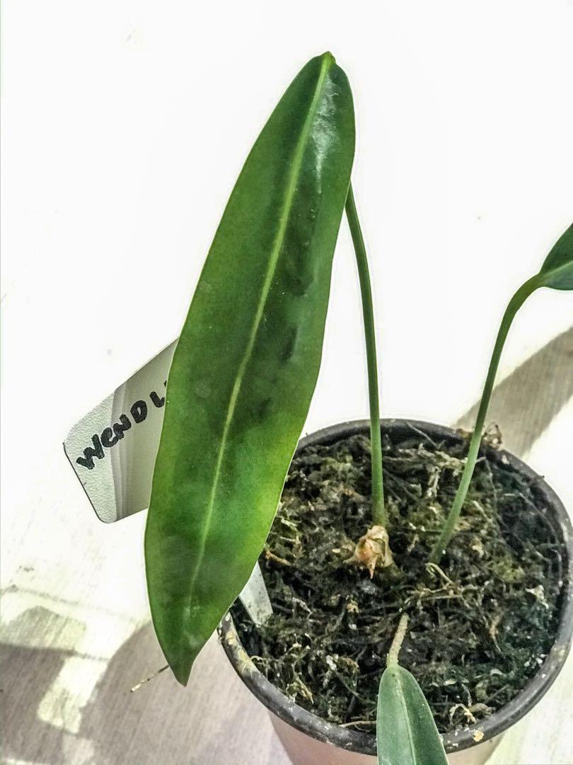ANTHURIUM WENDLINGERI, Furniture & Home Living, Gardening, Plants