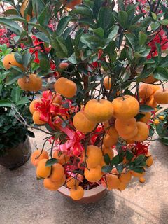(Category: ) located in . Submitted by eventnlandscape (Listing ID 1060710773, Image 1). Description: .