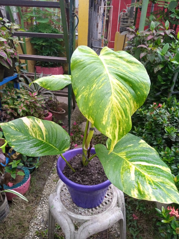GIANT GOLDEN POTHOS & MONSTERA and OTHER PLANTS PLANT indoor outdoor