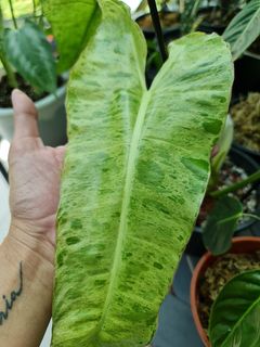 (Category: ) located in . Submitted by theaccidentalplanter (Listing ID 1060703113, Image 1). Description: .