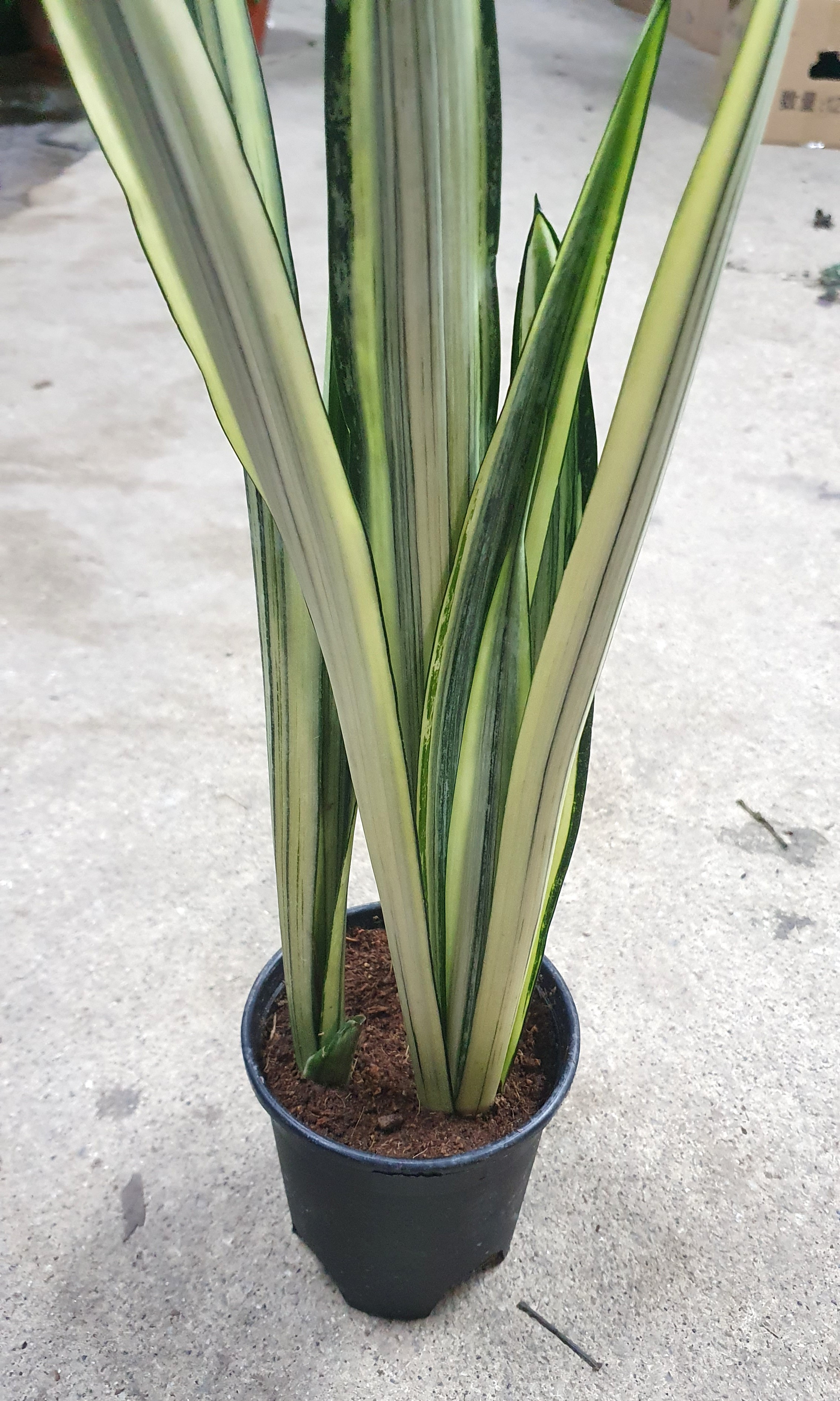 Bantels Sensation Snake Plant 6 By Brittany Goldwyn Live Creatively