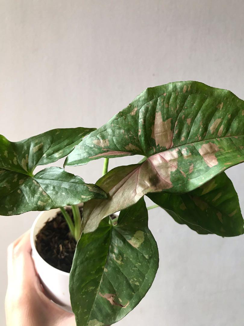 Syngonium Pink Splash Allusion Gardening Flowers Plants On Carousell Some of the varieties are clumping while others will vine. carousell