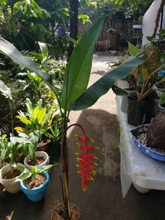 (Category: ) located in . Submitted by y29.ph (Listing ID 1060977833, Image 1). Description: .