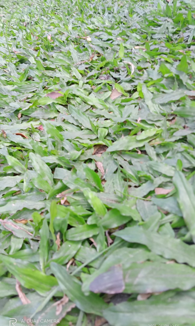 Frog grass, Furniture & Home Living, Gardening, Plants & Seeds on Carousell