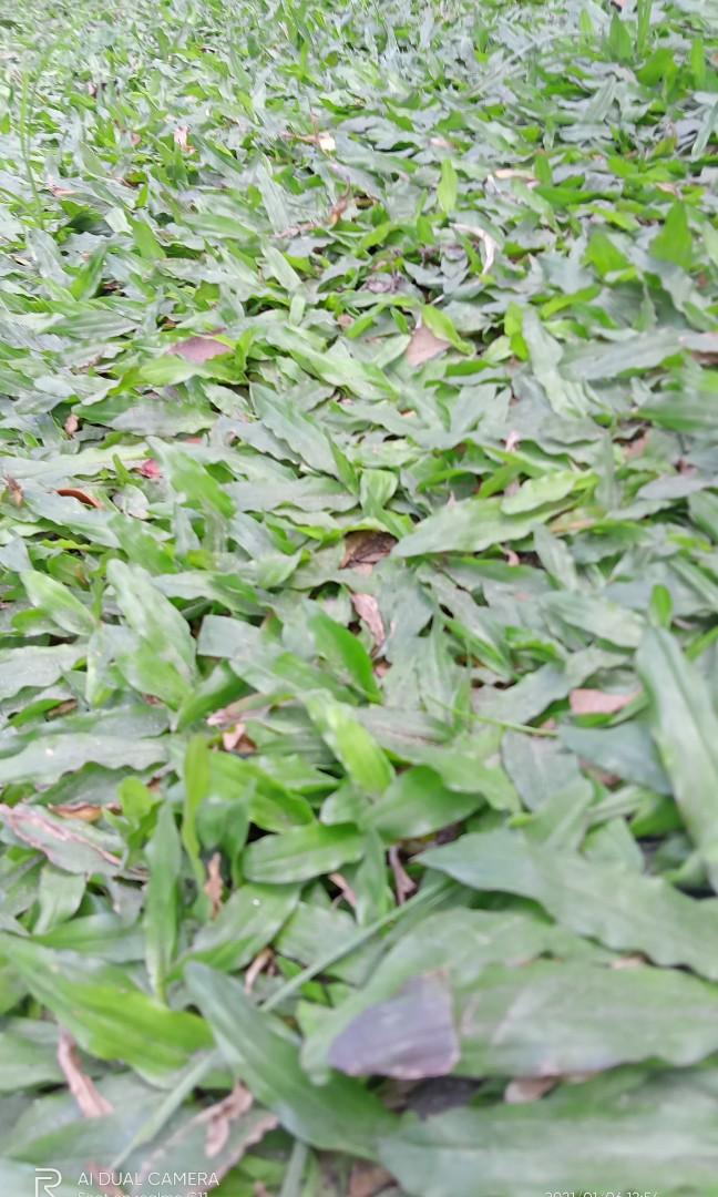 Frog grass, Furniture & Home Living, Gardening, Plants & Seeds on Carousell