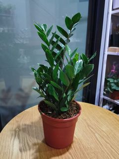 (Category: ) located in . Submitted by plantigo (Listing ID 1061060736, Image 1). Description: .