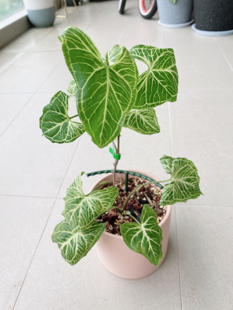 11 Leaves Syngonium Batik Gardening Plants On Carousell Prohibited or that use prohibited materials. carousell