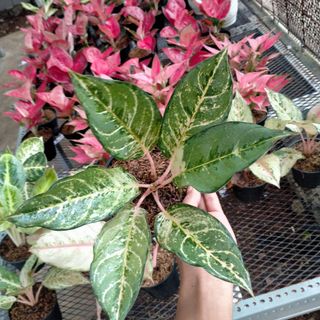 Tanaman Hias Aglaonema Cochin Ebony Kochin Eboni Perkebunan Di Carousell