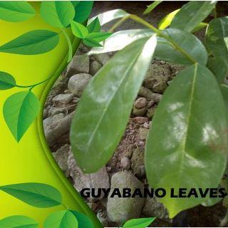 Guyabano For View All Guyabano For Ads In Carousell Philippines