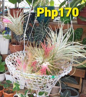 Hanging Pots Garden Tools Supplies Carousell Philippines