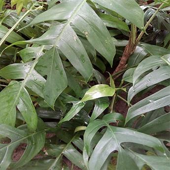 Monstera Dragontail Plant Epipremnum Pinnatum “Dragon Tail” (Monstera