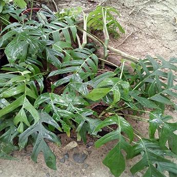 Monstera Dragontail Plant Epipremnum Pinnatum “Dragon Tail” (Monstera