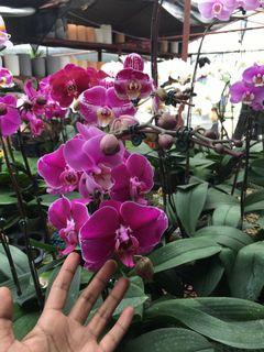 orchids for sale