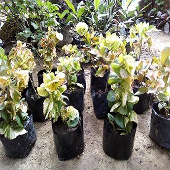 Variegated Copperleaf Plant (Acalypha Wilkesiana Tricolor) - Live Plant ...