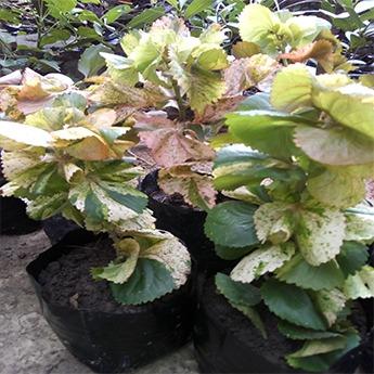 Variegated Copperleaf Plant (Acalypha Wilkesiana Tricolor) - Live Plant ...