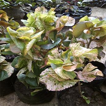 Variegated Copperleaf Plant (Acalypha Wilkesiana Tricolor) - Live Plant ...