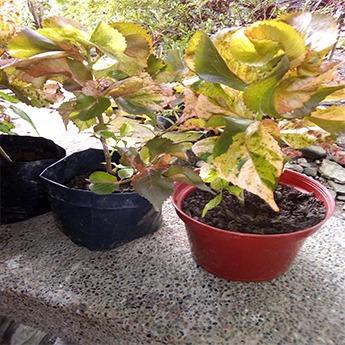 Variegated Copperleaf Plant (Acalypha Wilkesiana Tricolor) - Live Plant ...