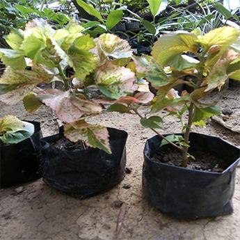 Variegated Copperleaf Plant (Acalypha Wilkesiana Tricolor) - Live Plant ...