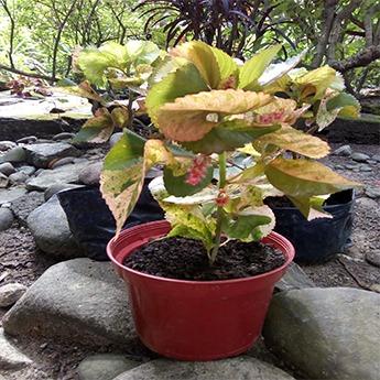 Variegated Copperleaf Plant (Acalypha Wilkesiana Tricolor) - Live Plant ...