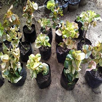 Variegated Copperleaf Plant (Acalypha Wilkesiana Tricolor) - Live Plant ...