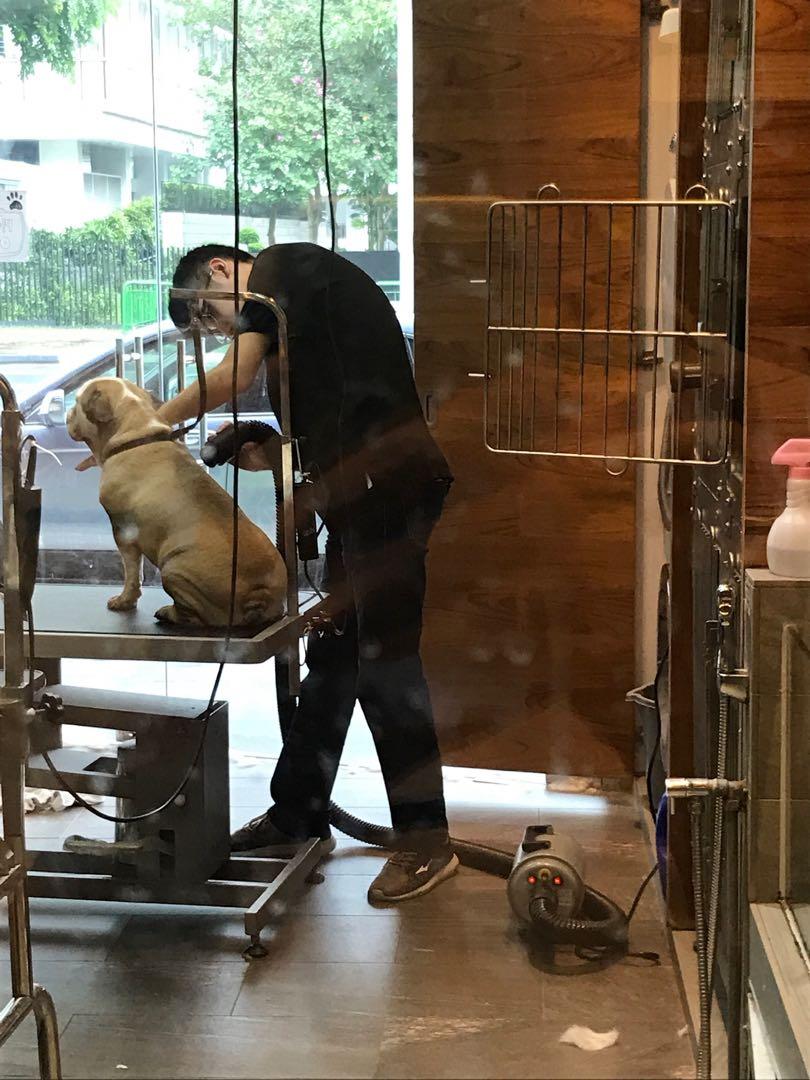 monster blaster dog dryer