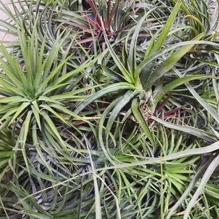 (Category: ) located in . Submitted by theflorachapter (Listing ID 1061453711, Image 1). Description: .
