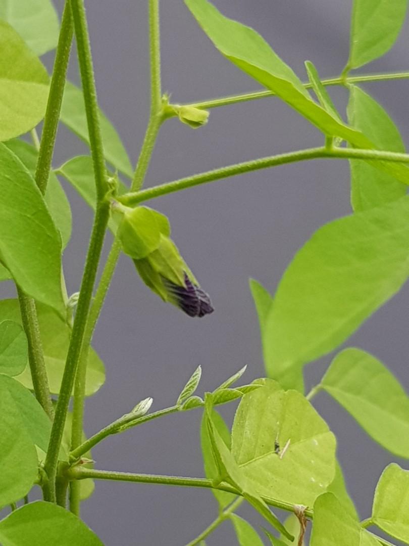 Flowering Blue Pea plant, Furniture & Home Living, Gardening, Plants