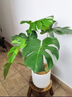 (Category: ) located in . Submitted by leafalifeco (Listing ID 1061402769, Image 1). Description: .