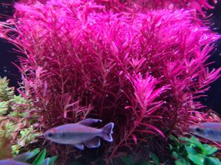 (Category: ) located in . Submitted by algaeboy (Listing ID 1061452799, Image 1). Description: .