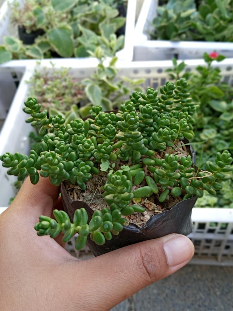 Succulents Bacoor Cavite Gardening Flowers Plants On Carousell