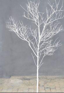White Tree Branch