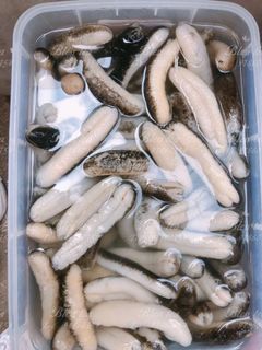 （分類：）位於 。 由 blessteahk 提交（商品編號 1061625954，圖片 1）。簡介： 。