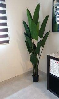 ( Cash On Delivery ) Artificial Plant 1.8m / 1.6m / 1.2m