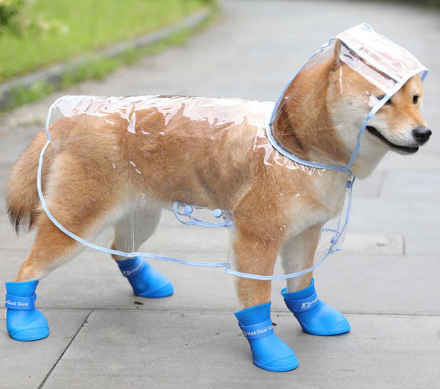 Puppy in top rain boots