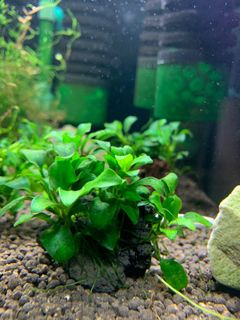 (Category: ) located in . Submitted by shrimp_pet (Listing ID 1061678743, Image 1). Description: .