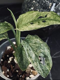 (Category: ) located in . Submitted by pompipiplants (Listing ID 1111849798, Image 1). Description: .
