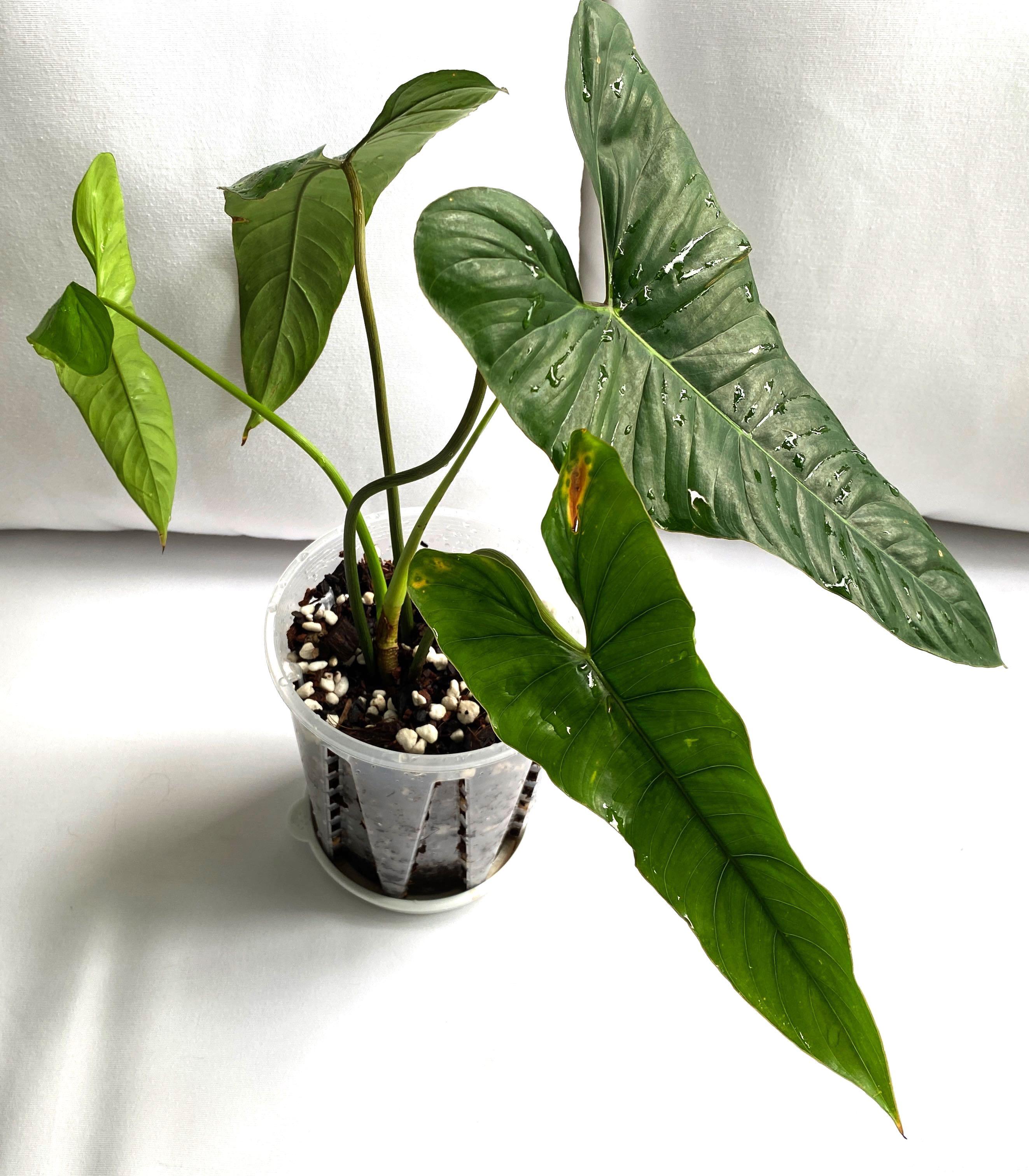 Philodendron Pinnatilobum Furniture Home Living Gardening Plants Seeds On Carousell