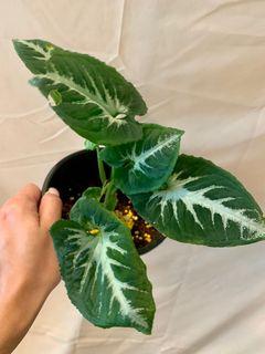 Syngonium Southern Star (RARE)