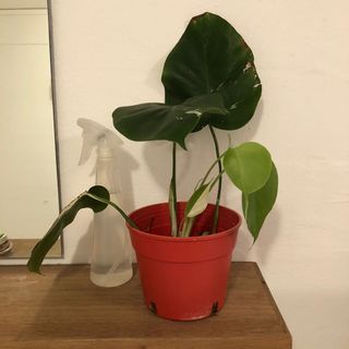 (Category: ) located in . Submitted by __nayla (Listing ID 1116954620, Image 1). Description: .