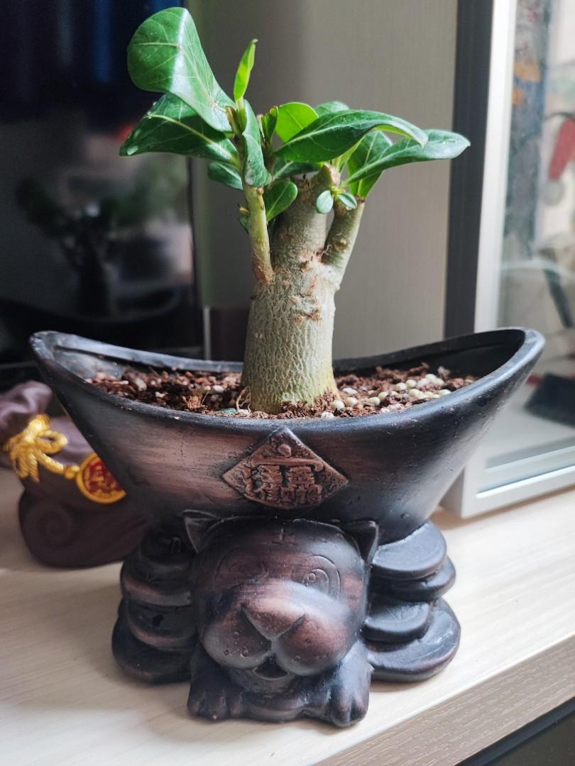 招財進寶盆沙漠玫瑰 傢俬 家居 園藝 盆栽 Carousell